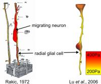 Migration of neurons along compliant radial glial cells