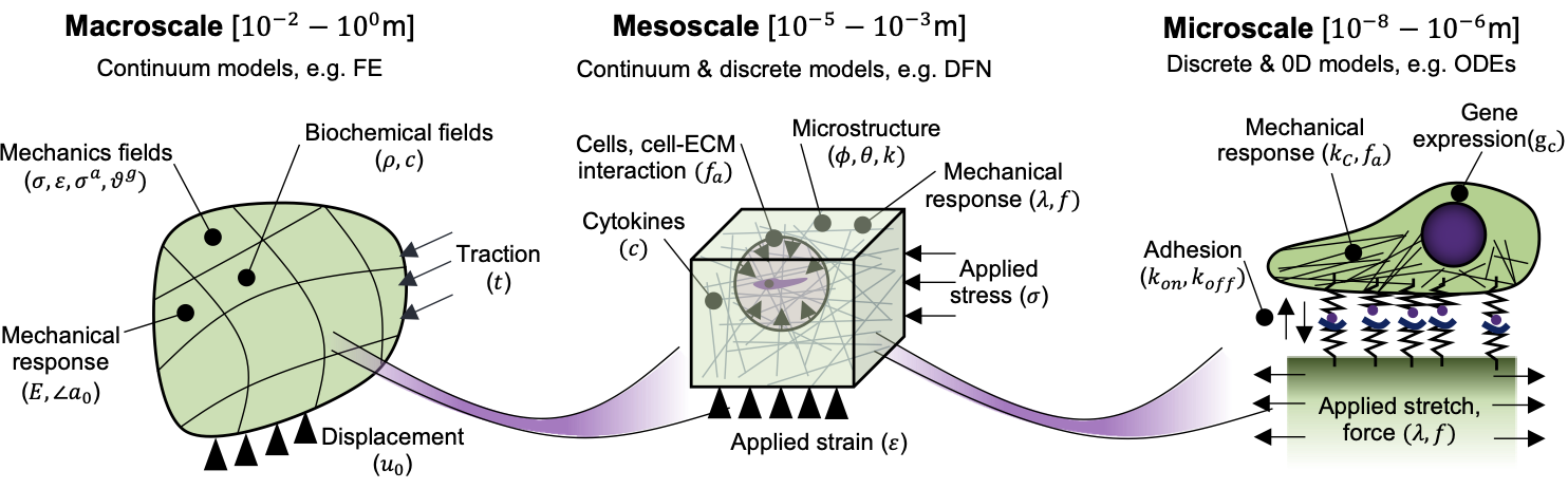 mechanobiology models require integration across scales
