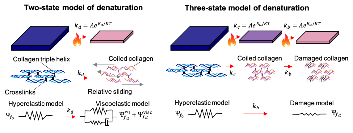 Heat denaturation and damage of collagen tissue based on microscale phenomena